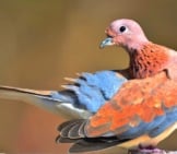 Laughing Turtle Dove, Cleaning His Feathers Photo By: Laurie Boyle Https://Creativecommons.org/Licenses/By-Sa/2.0/ 