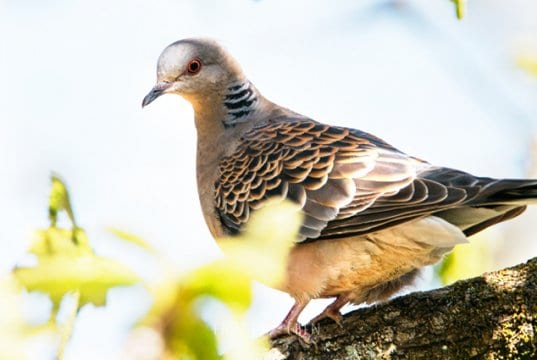 Rufous Turtle Dove in the forestPhoto by: Emilie Chenhttps://creativecommons.org/licenses/by-sa/2.0/