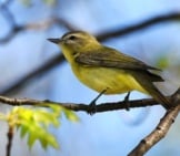 Philadelphia Vireo Photo By: Andy Reago &Amp; Chrissy Mcclarren Https://Creativecommons.org/Licenses/By/2.0/ 