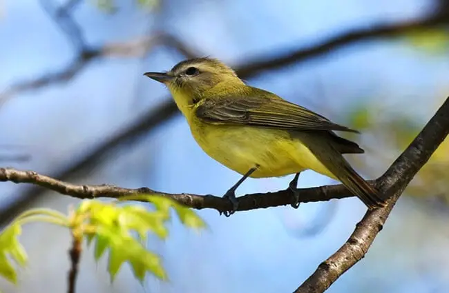 Philadelphia Vireo Photo by: Andy Reago &amp; Chrissy McClarren https://creativecommons.org/licenses/by/2.0/ 