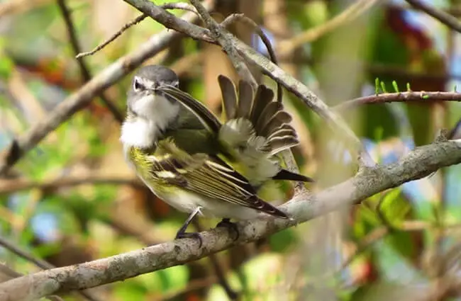 Blue-headed Vireo preening in a tree Photo by: Susan Young //creativecommons.org/licenses/by/2.0/ 