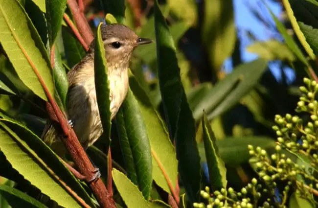 A Warbling Vireo Photo by: Tracie Hall https://creativecommons.org/licenses/by/2.0/ 