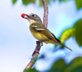 Blue-Headed Vireo On A Gumbo Limbo Tree Photo By: Brandon Trentler Https://Creativecommons.org/Licenses/By/2.0/ 