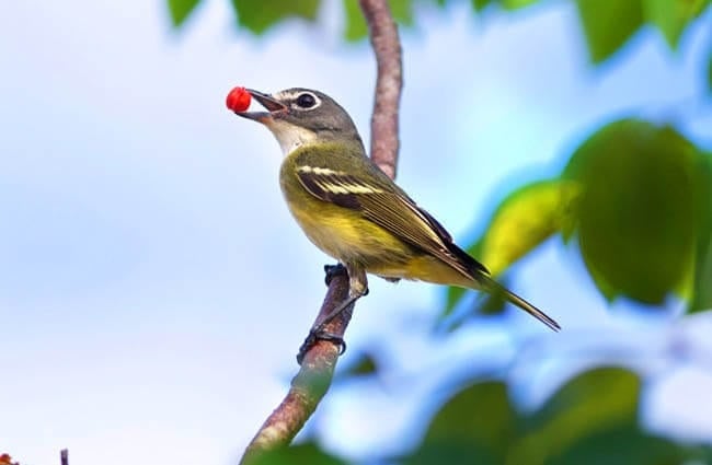Blue-Headed Vireo on a Gumbo Limbo tree Photo by: Brandon Trentler https://creativecommons.org/licenses/by/2.0/ 
