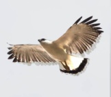 White Hawk Soaring In The Skies Of Panama Photo By: (C) Epantha Www.fotosearch.com