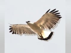 White Hawk Soaring in the skies of Panama Photo by: (c) epantha www.fotosearch.com