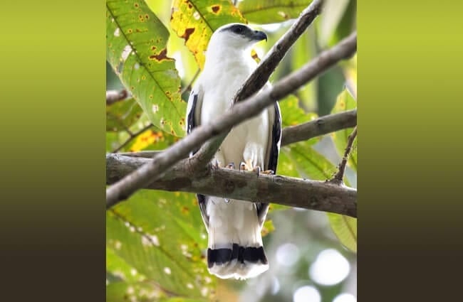 White Hawk from Panama perched on a branch Photo by: (c) epantha www.fotosearch.com