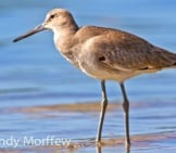 Long-Legged Willetphoto By: Andy Morffewhttps://Creativecommons.org/Licenses/By/2.0/