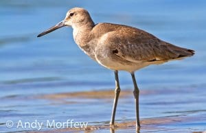 Long-legged WilletPhoto by: Andy Morffewhttps://creativecommons.org/licenses/by/2.0/