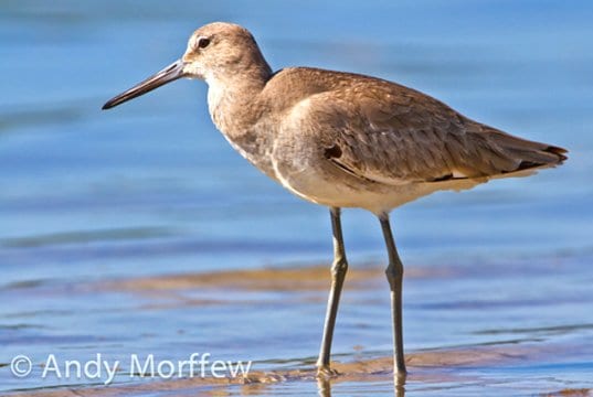 Long-legged WilletPhoto by: Andy Morffewhttps://creativecommons.org/licenses/by/2.0/
