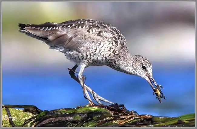 Willet grabbing a quick bite to eat from seaweed washed ashore. Photo by: Nigel https://creativecommons.org/licenses/by/2.0/ 