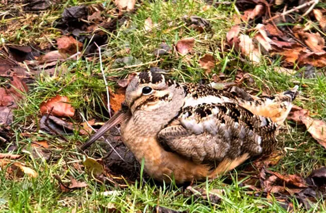 American Woodcock in Quebec, Canada Photo by: Foxman https://creativecommons.org/licenses/by-nd/2.0/ 