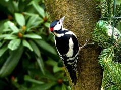 Great Spotted WoodpeckerPhoto by: Oldiefanhttps://pixabay.com/photos/bird-great-spotted-woodpecker-2109659/