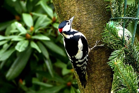 Great Spotted WoodpeckerPhoto by: Oldiefanhttps://pixabay.com/photos/bird-great-spotted-woodpecker-2109659/