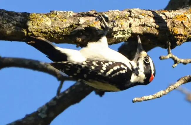 Hairy Woodpecker looking for lunch Photo by: Andy Reago &amp; Chrissy McClarren https://creativecommons.org/licenses/by/2.0/ 