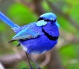 Splendid Wren Photo By: Laurie Boyle Https://Creativecommons.org/Licenses/By-Sa/2.0/ 