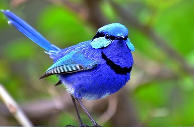 Splendid Wren Photo by: Laurie Boyle https://creativecommons.org/licenses/by-sa/2.0/ 