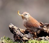 Pretty Little Wren Fetching Breakfastphoto By: Giuseppe Calsamigliawww.giuseppecalsamiglia.com Https://Creativecommons.org/Licenses/By-Sa/2.0/
