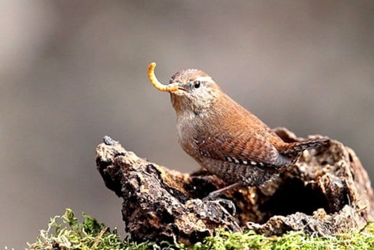 Pretty little Wren fetching breakfastPhoto by: Giuseppe Calsamigliawww.GiuseppeCalsamiglia.com https://creativecommons.org/licenses/by-sa/2.0/