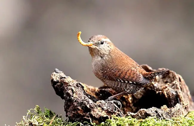 Pretty little Wren fetching breakfastPhoto by: Giuseppe Calsamigliawww.GiuseppeCalsamiglia.com https://creativecommons.org/licenses/by-sa/2.0/