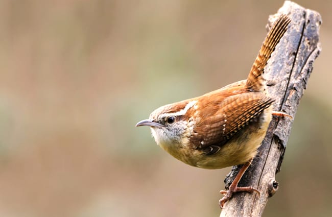 Pretty Carolina Wren Photo by: Shenandoah National Park https://creativecommons.org/licenses/by-sa/2.0/ 