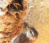 Wren Babies Squawking For The Spider Mom Brought Home For Dinner Photo By: Andrew Gustar Https://Creativecommons.org/Licenses/By-Sa/2.0/ 