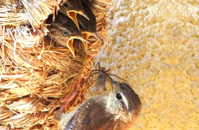 Wren babies squawking for the spider Mom brought home for dinner Photo by: Andrew Gustar https://creativecommons.org/licenses/by-sa/2.0/ 