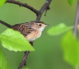 Sedge Wren Photo By: Andy Reago &Amp; Chrissy Mcclarren Https://Creativecommons.org/Licenses/By-Sa/2.0/ 