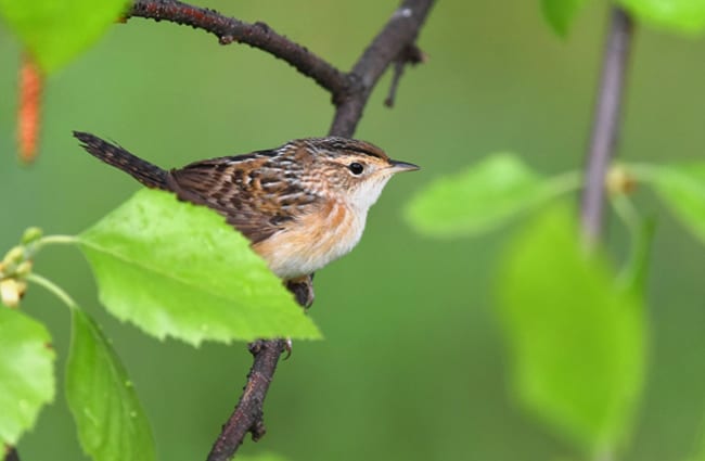 Sedge Wren Photo by: Andy Reago &amp; Chrissy McClarren https://creativecommons.org/licenses/by-sa/2.0/ 