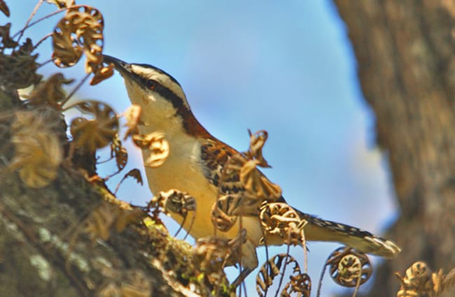 Rufous-naped Wren Photo by: Brian Ralphs https://creativecommons.org/licenses/by-sa/2.0/ 