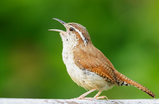 Carolina Wren Photo by: Shenandoah National Park https://creativecommons.org/licenses/by-sa/2.0/ 