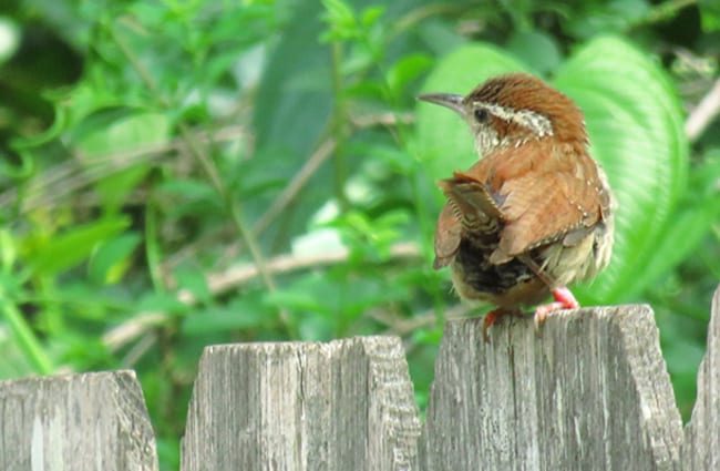 Carolina Wren on the garden fence Photo by: patricia pierce https://creativecommons.org/licenses/by-sa/2.0/ 