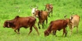 A Herd Of Zebu Grazing In Green Pastures Photo By: Bishnu Sarangi, Public Domain Https://Pixabay.com/Photos/Cattle-Gir-Breed-Bull-Cow-Brahman-2594558/ 