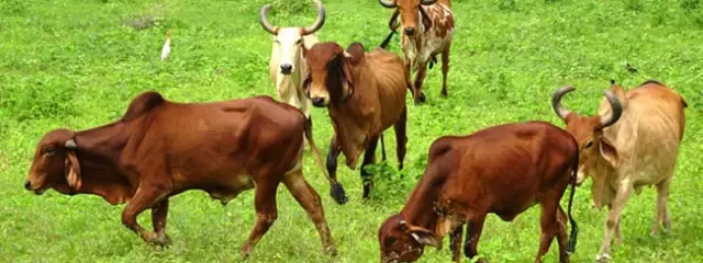 A herd of Zebu grazing in green pastures Photo by: Bishnu Sarangi, public domain https://pixabay.com/photos/cattle-gir-breed-bull-cow-brahman-2594558/ 