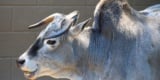 Zebu In Profile Photo By: Laura Wolf Https://Creativecommons.org/Licenses/By/2.0/ 