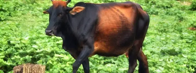 Зебу позирует для фото Фото: Дэвид Марк, общественное достояние https://pixabay.com/photos/zebu-sri-lanka-cow-cattle-385682/
