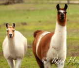 Stunning Alpacas, Clean And Shiny Photo By: Rockin&#039;Rita Https://Creativecommons.org/Licenses/By-Nd/2.0/ 