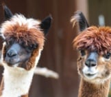 A Pair Of Curious Alpacasphoto By: Marcel Langthimhttps://Pixabay.com/Photos/Alpaca-Andes-Wool-Fluffy-Paarhufer-984887/