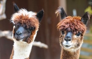 A pair of curious AlpacasPhoto by: Marcel Langthimhttps://pixabay.com/photos/alpaca-andes-wool-fluffy-paarhufer-984887/