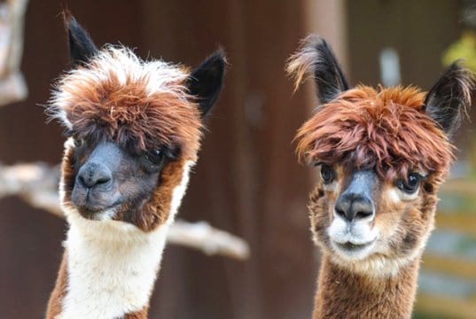 A pair of curious AlpacasPhoto by: Marcel Langthimhttps://pixabay.com/photos/alpaca-andes-wool-fluffy-paarhufer-984887/