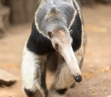 Anteater Photo By: Eric Kilby Https://Creativecommons.org/Licenses/By-Sa/2.0/