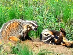 A pair of badgers enjoying some morning sunPhoto by: Larry Lamsahttps://creativecommons.org/licenses/by/2.0/