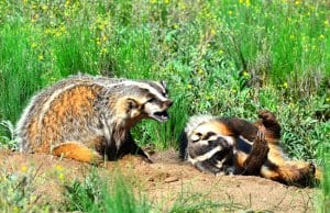 A pair of badgers enjoying some morning sunPhoto by: Larry Lamsahttps://creativecommons.org/licenses/by/2.0/
