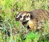 Beautiful Badger Out In The Field Photo By: Larry Lamsa Https://Creativecommons.org/Licenses/By/2.0/ 