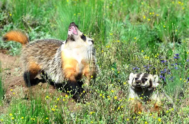 Badgers in the field Photo by: Larry Lamsa https://creativecommons.org/licenses/by/2.0/ 