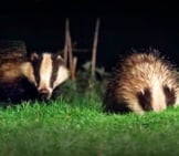 A Pair Of Badgers Photo By: Charlie Marshall Https://Creativecommons.org/Licenses/By/2.0/ 