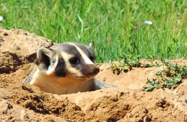 A Badger pokes its head out of its burrowPhoto by: USFWS Mountain-Prairiehttps://creativecommons.org/licenses/by/2.0/