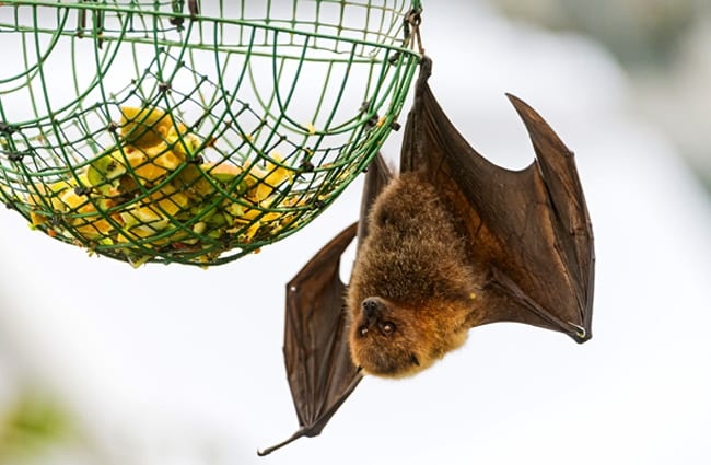 Fruit bat perched on a fruit basket Photo by: Tambako The Jaguar https://creativecommons.org/licenses/by-nd/2.0/ 