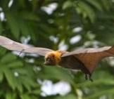 Flying Fruit Bat Photo By: Tambako The Jaguar Https://Creativecommons.org/Licenses/By-Nd/2.0/ 
