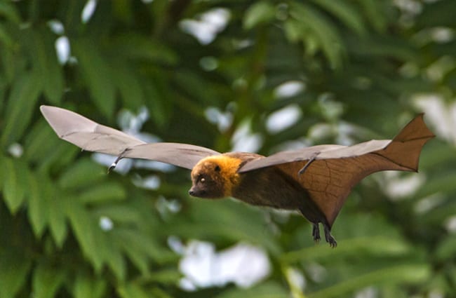 Flying fruit bat Photo by: Tambako The Jaguar https://creativecommons.org/licenses/by-nd/2.0/ 